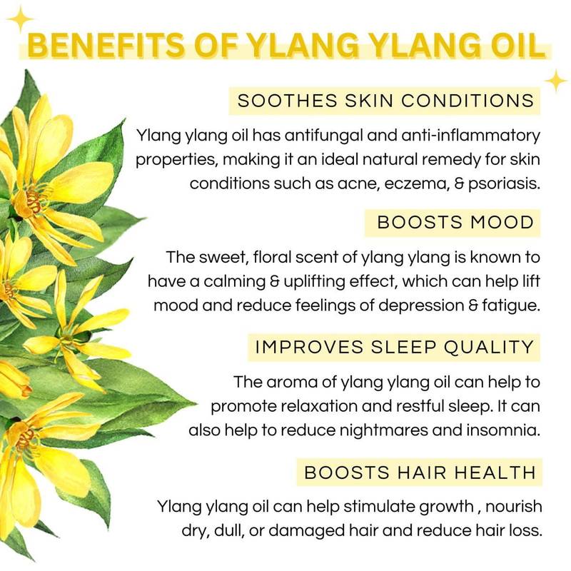 100% Pure Ylang Ylang Essential Oil - Therapeutic Grade Aromatherapy Oil - 15ml 4 100% Pure Ylang Ylang Essential Oil - Therapeutic Grade Aromatherapy Oil - 15ml - Image 3